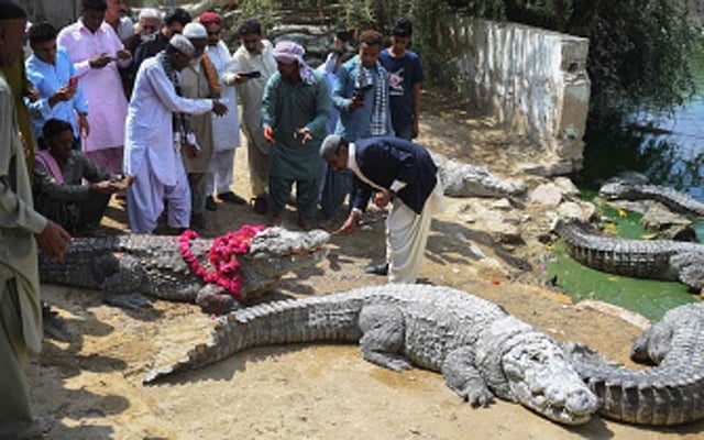 In this photograph taken on March 4, 2018 Sajjad Burfat (R), the custodian of sacred crocodiles, feeds frankinsense-smoked meat to a crocodile next to a pond at the shrine of Sufi Hasan-al-Maroof Sultan Manghopir, during the Sheedi Mela or crocodiles festival, on the outskirts of Karachi. Photo : AFP