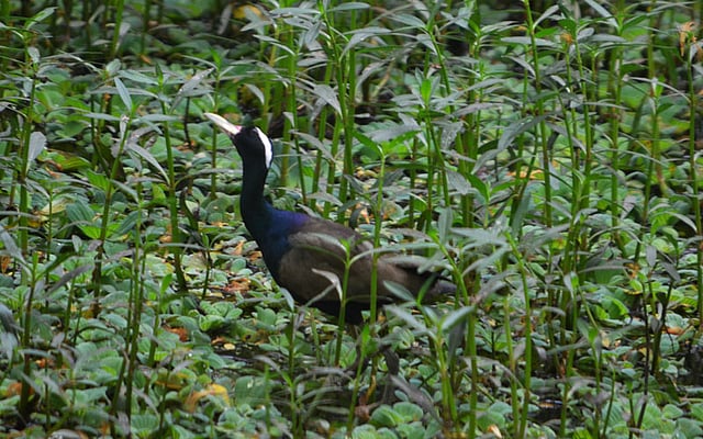 The photo taken on 6 April shows a rail bird roaming around Hoyarapara village of Raujan in Chattogram. Photo: Palash Barua