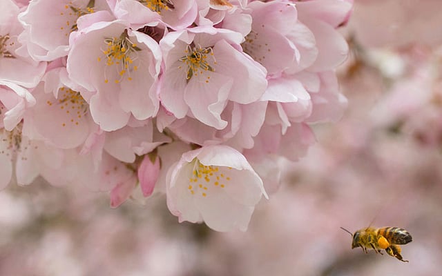 Laden with pollen attached to its legs, a honeybee pursues nectar from a cluster of cherry blossoms in Norma Pfeiffer Park on 6 April in Coburg, Ore. Photo: AP