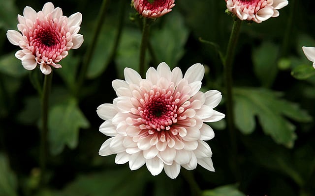 Flowers designated for export are seen at a farm near the town of Thika, Kenya on 27 April. Photo: Reuters