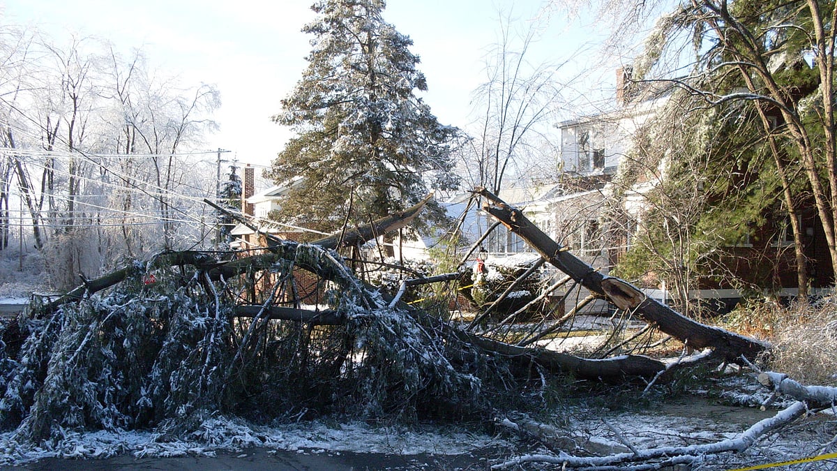 File photo of fallen trees in US. A television news anchor and a camera operator were killed on Monday when a tree in North Carolina fell on their vehicle. Photo: Collected