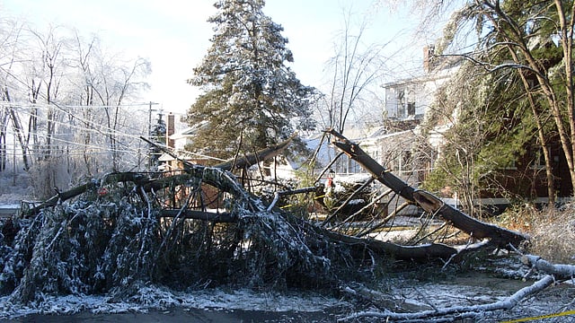 File photo of fallen trees in US. A television news anchor and a camera operator were killed on Monday when a tree in North Carolina fell on their vehicle. Photo: Collected