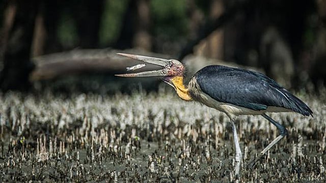 The photo of the lesser adjutant (Leptoptilos javanicus) was taken from Sundarbans recently by Asaf Ud Doula.