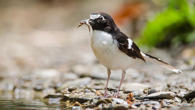 The photo of the black-backed forktail (Enicurus immaculatus) was taken from Rangamati by Asaf Ud Doula. The general length of black-backed forktail is about 25 centimetres.