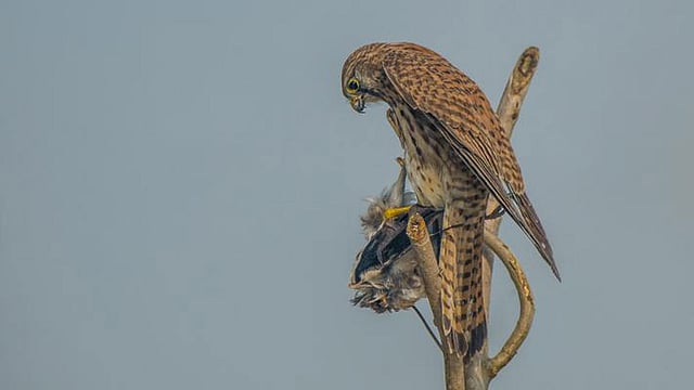 The common kestrel (Falco tinnunculus) was clicked from Rajshahi by Asaf Ud Doula recently.