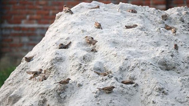 Hasan Mahmud took the photo of the sparrows from Shanra Jhaudia of Ishwardi, Pabna on 2 June.