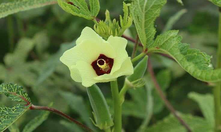 Okra plant with blooms and young pods in Matiranga upazila of Khagrachhari district. Photo: Jayanti Dewan
