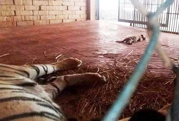 One of the three tiger cubs born to tiger couple Raj and Pori at Chittagong zoo. Photo: UNB