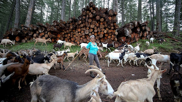 Ethiopian Agitu Idea Gudeta, 40, follows her goat herd through the mountain at Valle dei Mocheni near Trento, Italy, on 11 July 2018. Photo: Reuters