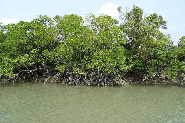 Mangrove forests
