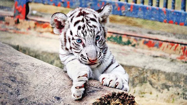 Rare white tiger cub in Chattogram Zoo. Photo: Prothom Alo