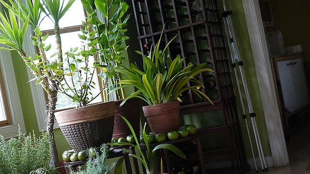 Indoor plants