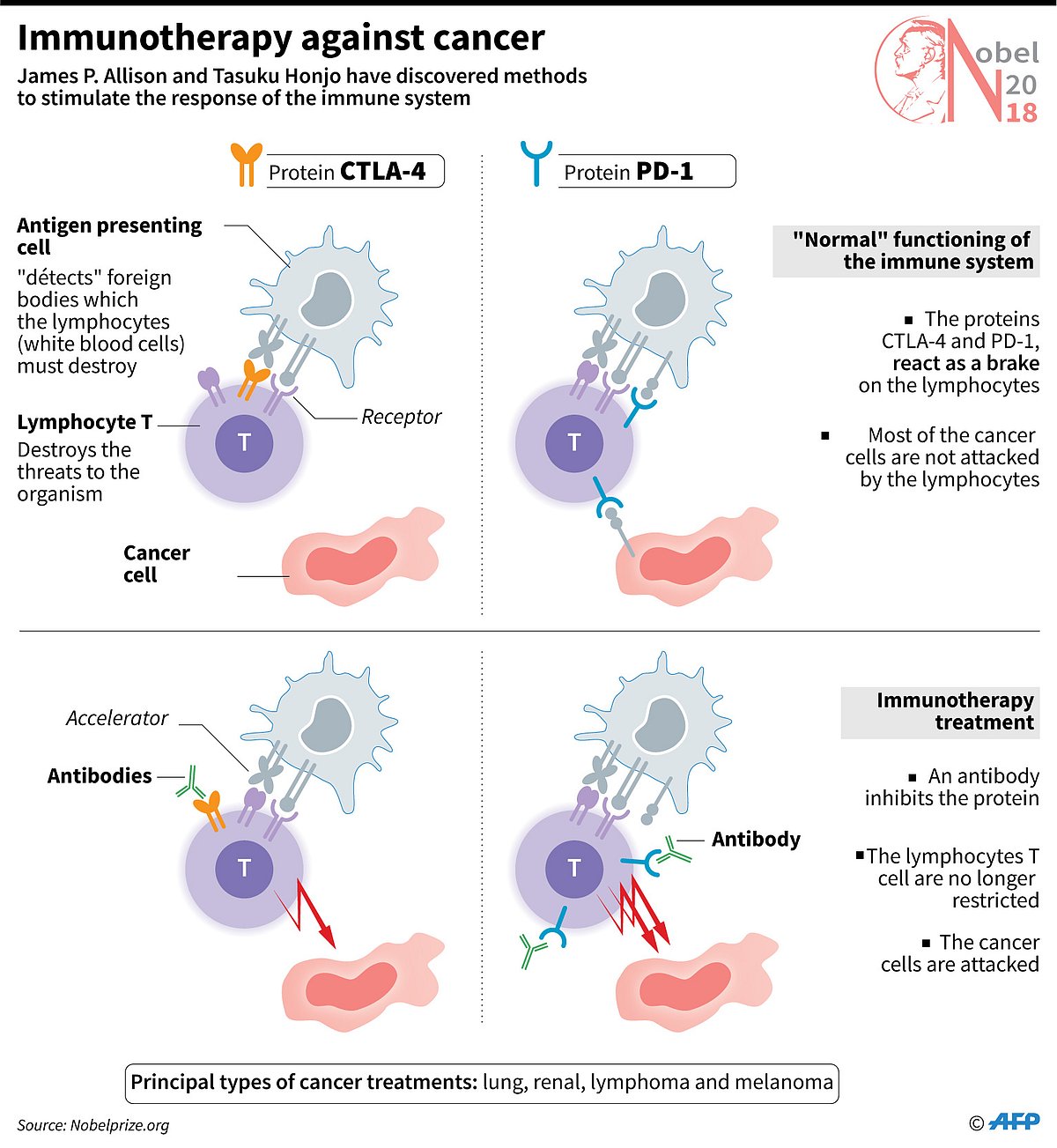 Presentation of the concept of immunotherapy, a new way to treat cancer. Photo: AFP