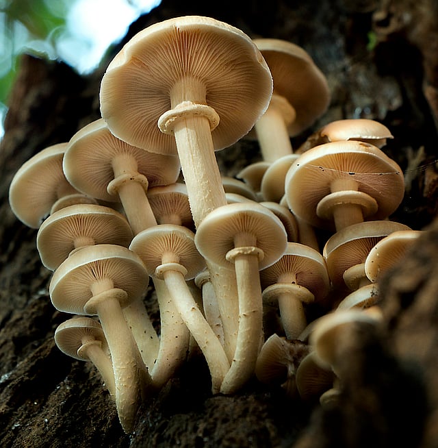 Fungi