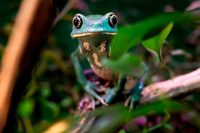 A picture taken on 5 October 2018 at the Palais de la Decouverte in Paris shows a Phyllomedusa frog during the installation of an exhibition called `Poison` gathering 30 poisonous species. Photo: AFP