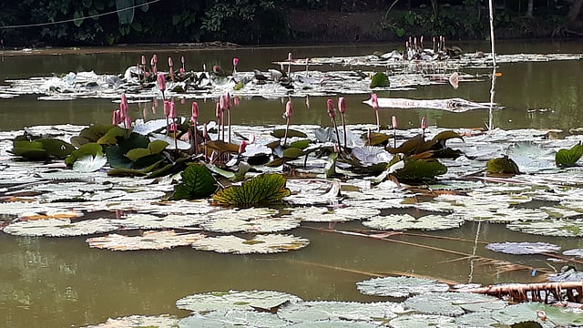 Red water lilies at Habongati village in Brahmagachha, Raiganj, Sirajganj on 8 October. Photo: Sajedul Alam