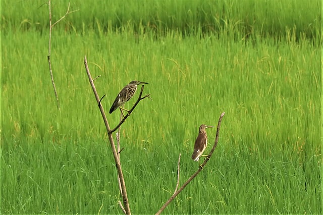 Birds perched on a stick among rice saplings. Farmers keep the sticks for the birds as they feed on the insects that are harmful for the grain. The picture was taken from Ghilachhari, Naniarchar, Rangamati on 7 October. Photo: Supriya Chakma