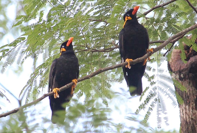 Two mynas of a near extinct species perched on a rain tree at Kaptala, Khagrachhari on 7 October. Photo: Nerob Chowdhury