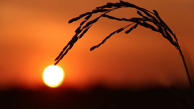 Sunset at Nilgaon, Sylhet on 4 December. Photo: Anis Mahmud