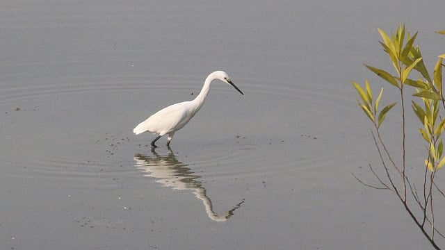 A heron in search of food in the swamp at Dighi village, Manikganj sadar upazila on 5 November. Photo: Abdul Momin