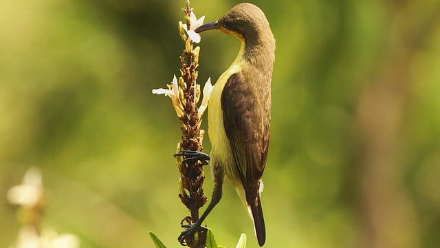 A long beaked ruby-cheeked sunbird sips honey from a wildflower in Manikchhari, Rangamati on 4 December. Photo: Supriya Chakma