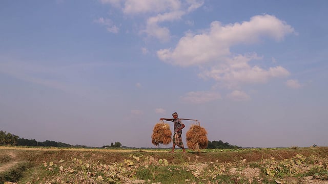 A man carries harvested Aman rice in the fields in Rajargaon, Badaghat, Sylhet on 3 December. Farmers pass a busy time in Sylhet to harvest rice due to an abundant production of Aman rice this year. Photo: Anis Mahmud