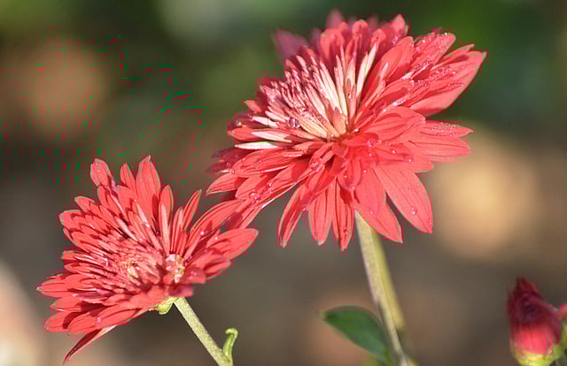 Chrysanthemum flower blooms in Dighinala, Khagrachhari on 27 December. Photo: Palash Barua