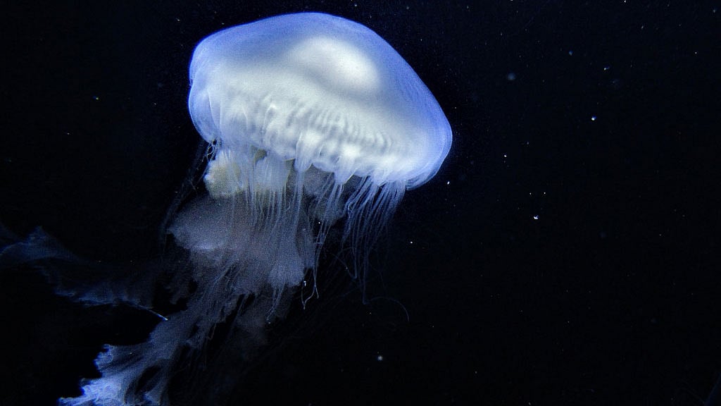 Highly venomous jellyfish have sting more than three thousand people on Australia’s northeastern shores. Photo: Collected