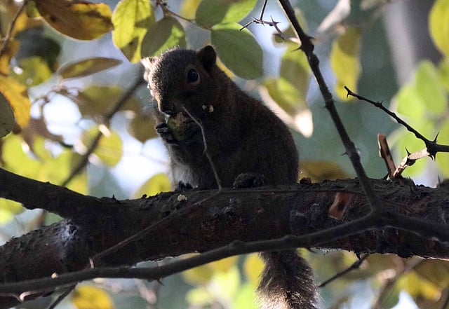 A squirrel nibbles on a fruit under the foliage at Nawab Faizunnesa Chowdhury Government Girls` High School at Cumilla on 14 January. Photo: Emdadul Haque