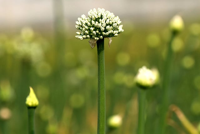 A blooming onion flower at Khokshahat, Dhunat, Bogura on 15 January. Photo: Soel Rana