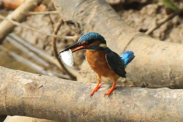 A kingfisher holding a fish in its beak at Manikchhara, Rangamati on 15 January. Photo: Supriya Chakma