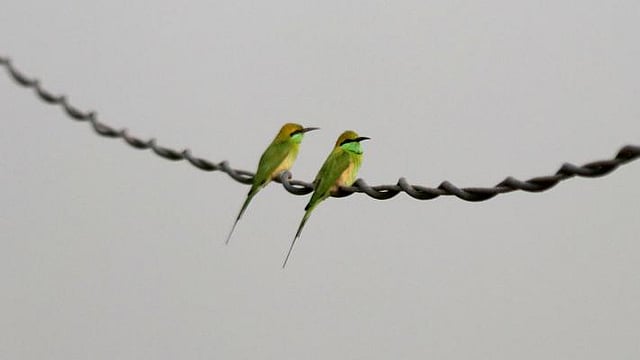 Two bee-eaters perched on an electric cable at Awtapara, Ishwardi in Pabna on 27 January. Photo: Hassan Mahmud
