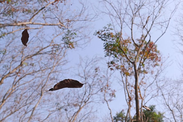 The 26 January photo shows falling of leaves of deciduous trees in a winter afternoon at Malnichhara tea garden in Sylhet. Photo: Anis Mahmud
