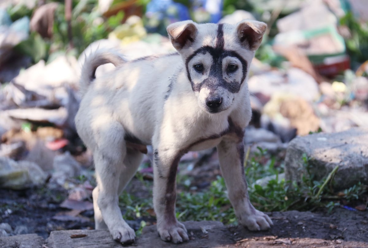 A puppy has been marked with ink by someone on its face at Gollamari, Khulna on 4 February. Photo: Saddam Hossain