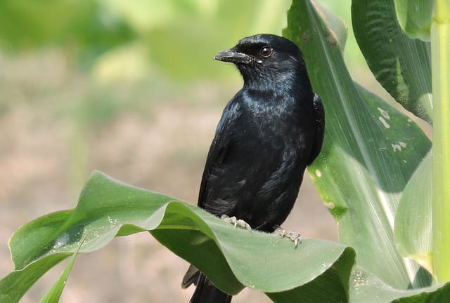 A black drongo perched on a leaf of maize in Kalachandpur, Meherpur on 9 February. Photo: Abu Sayeed