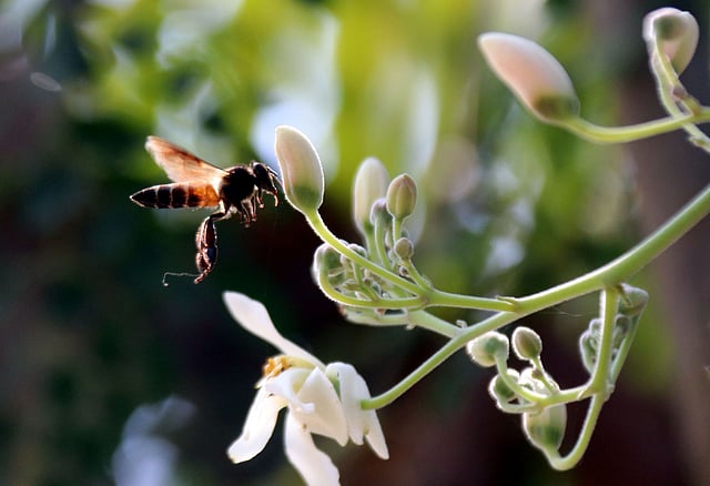 A bee seeks nectar amid sojne flowers in Schoolpara, Ishwardi in Pabna on 9 February. Photo: Hasan Mahmud