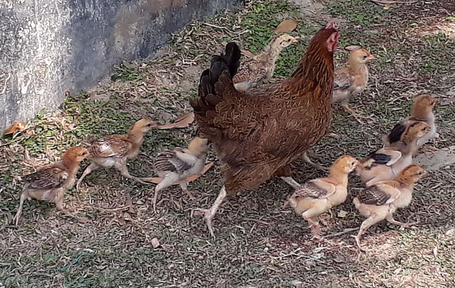A hen roaming around with its chicks in Raiganj, Sirajganj on 9 February. Photo: Sajedul Alam