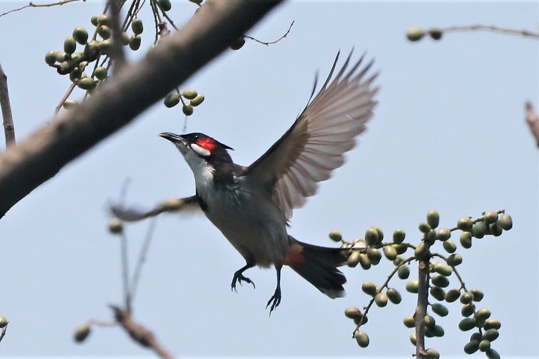 A bulbul pictured just before it starts pecking on wild fruits at Champatali, Kaukhali in Rangamati on 29 March 2019. Photo: Supriya Chakma