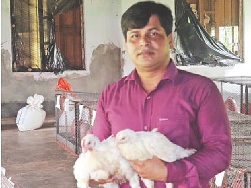 Plantain grass, alternative to antibiotics for animals