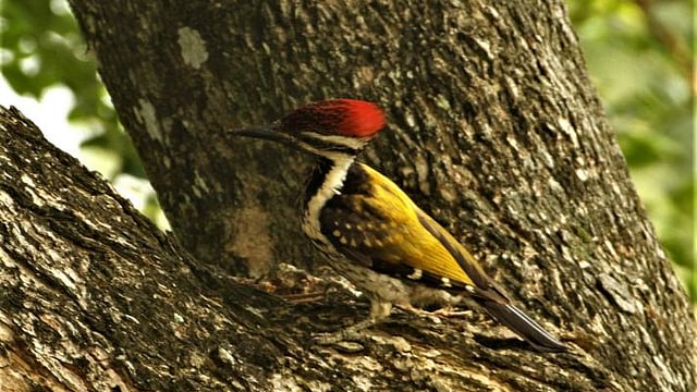 A colourful bird forages for food at Natunpara of Rangamati town on 8 June. Photo: Supriya Chakma