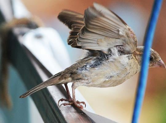 The sparrow takes to flight at Boalkhali Bazar of Dighinala in Khagrachhari on 8 June. Photo: Palash Barua