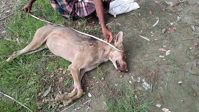 A wolf was beaten in Barguna recently. Photo: Barguna deputy commissioner (DC) Kabir Mahmood.
