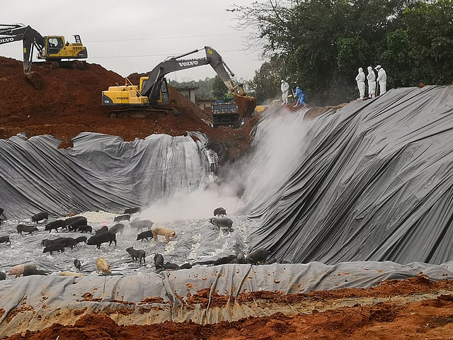 Pigs wait to be buried alive in a pit next to workers in protective suits and excavators following an African swine fever outbreak in the area, in Beihai, Guangxi Zhuang Autonomous Region, China on 19 February 2019. Photo: Reuters