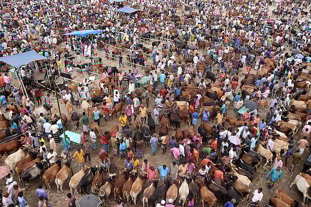 A bull is being taken to the market for sale.
