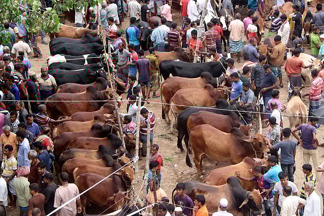 Different varieties of cattle are seen at the market.