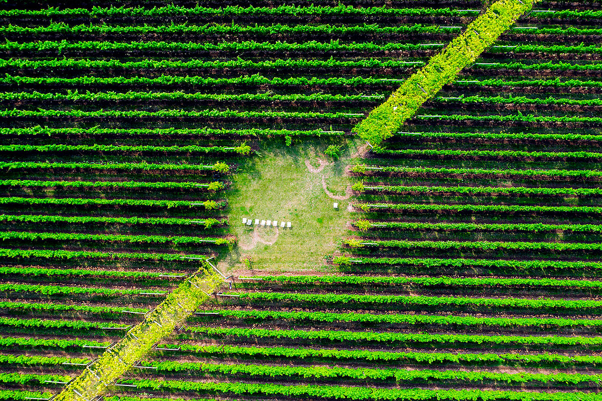 This aerial view shows the Fladie vineyard, located near the city of Lund in Skaane County, southern Sweden, on 28 August 2019. Photo: AFP