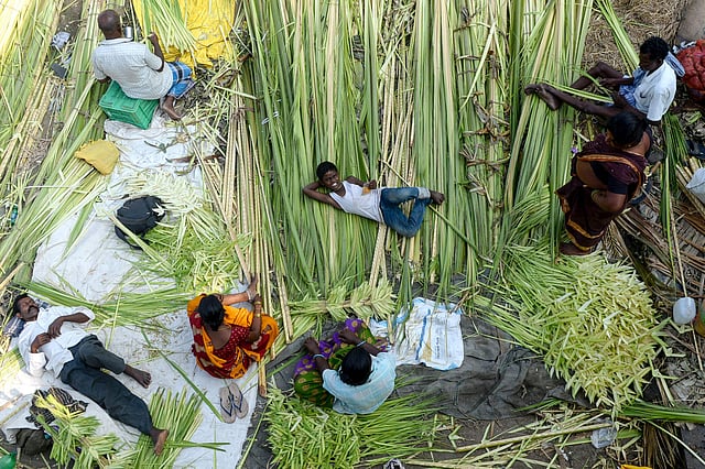 Vendors gather coconut leaves to be sold for decorations at a wholesale market during the Hindu `Durga Puja` festival in Chennai on 5 October 2019. The five-day `Durga Puja` festival, which commemorates the slaying of the demon king Mahishasur by the goddess Durga, marks the triumph of good over evil. Photo: AFP