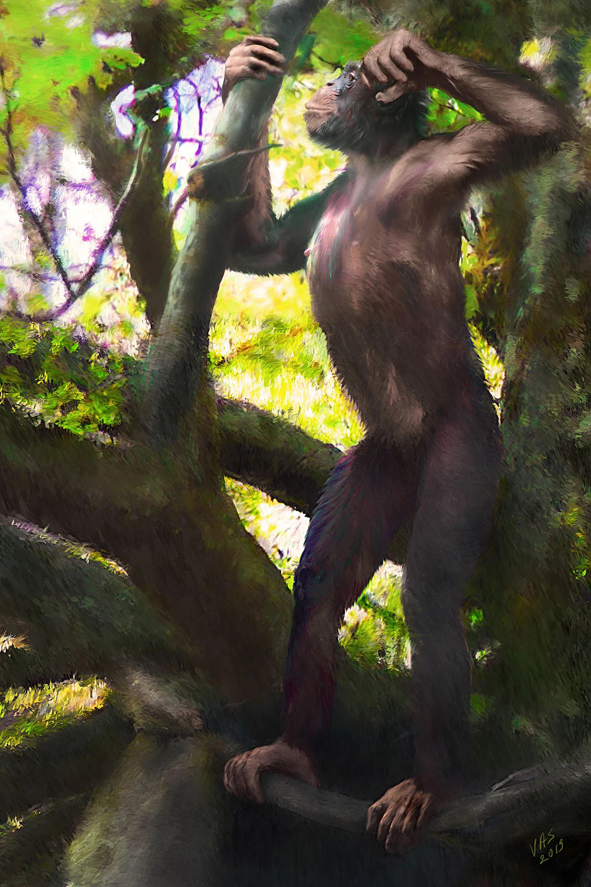 A reconstruction of a male of the extinct ape species Danuvius guggenmosi, which lived about 12 million years ago in southern Germany, is seen in this photo illustration released in Tubingen, Germany on 6 November 2019. Photo: Reuters