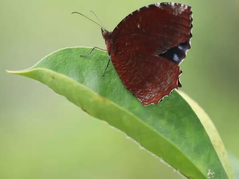 A butterfly perches on a plant at Milanpur Mavila at Khagrachhari on 10 November, 2019. Photo: Nerob Chowdhury