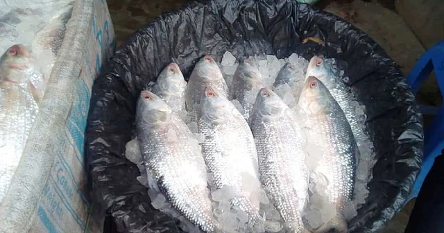 Hilsa fish. Photo: UNB